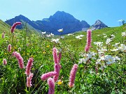 32 La rossa Bistorta officinalis, il bianco Ranunculus platanifolus (Ranuncolo a fglie di platano)    